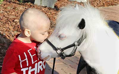 Gentle Carousel Miniature Therapy Horses
